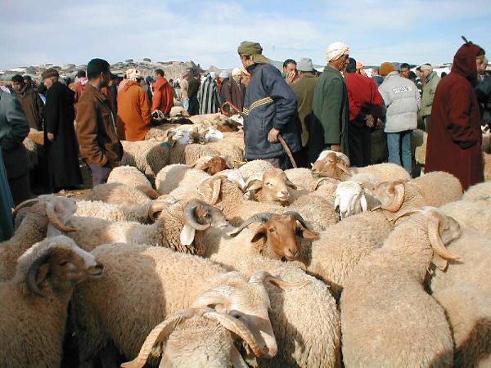أخنوش يعلن إجراءات صارمة لضبط أسواق الأضاحي ومحاربة المضاربة قبل العيد